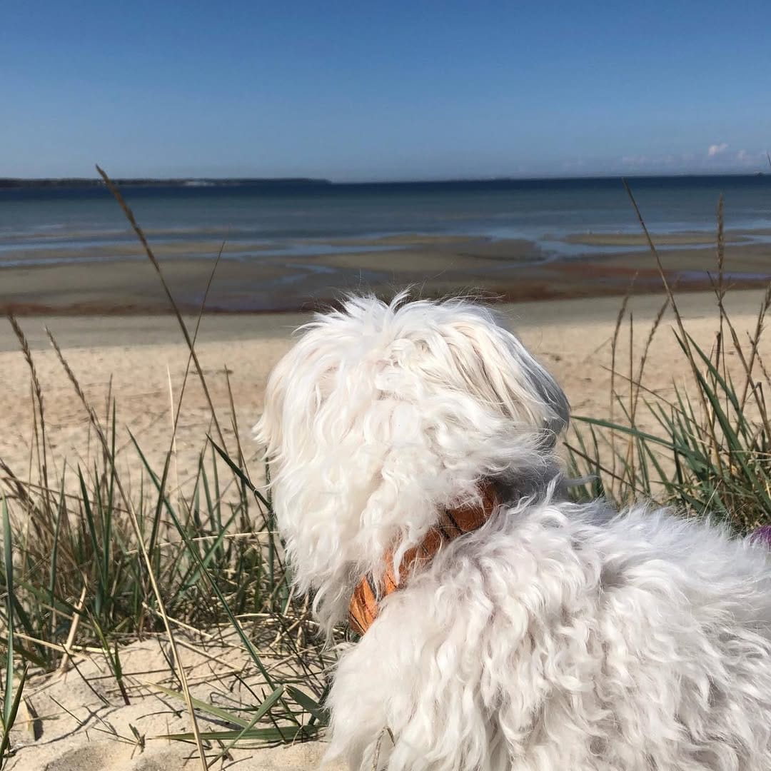 Post 6 by Holland the Dog on Instagram (image)