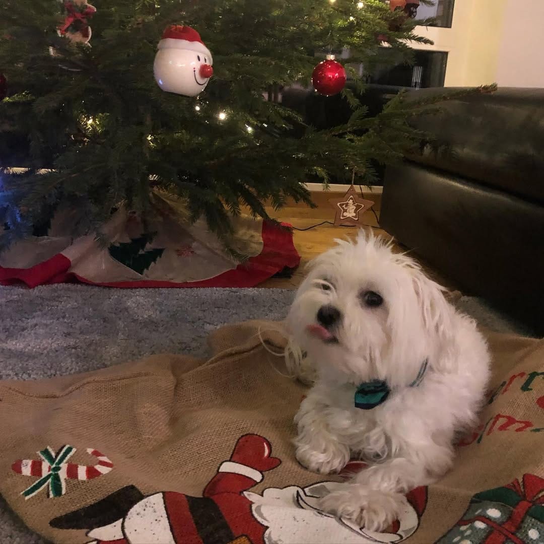 Post 3 by Holland the Dog on Instagram (image)