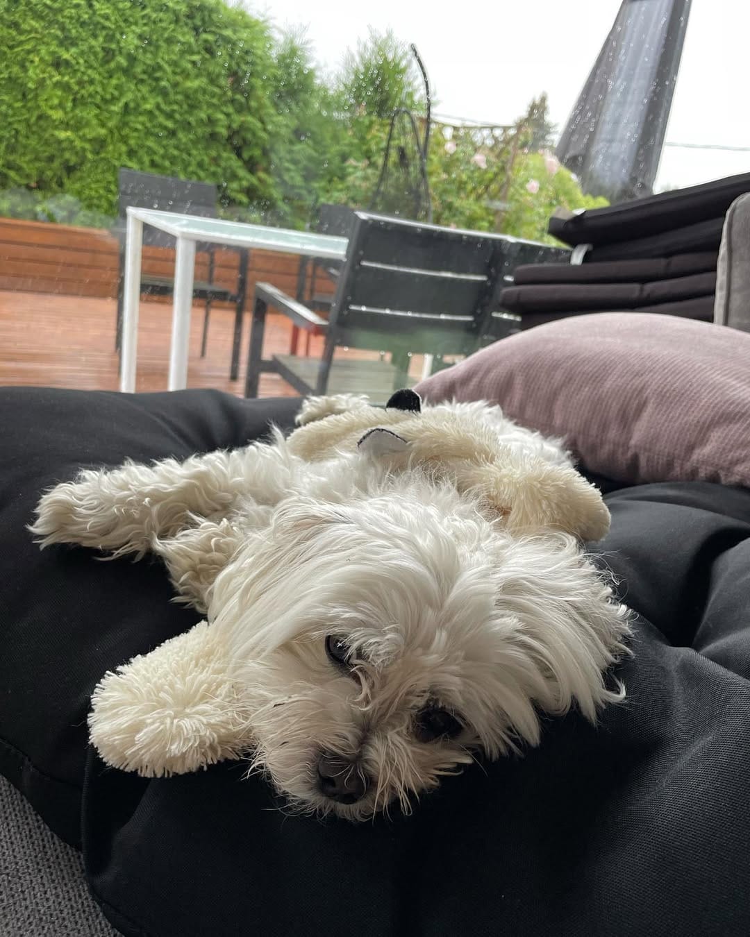 Post 2 by Holland the Dog on Instagram (image)