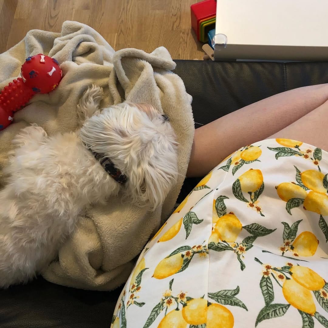 Post 9 by Holland the Dog on Instagram (image)