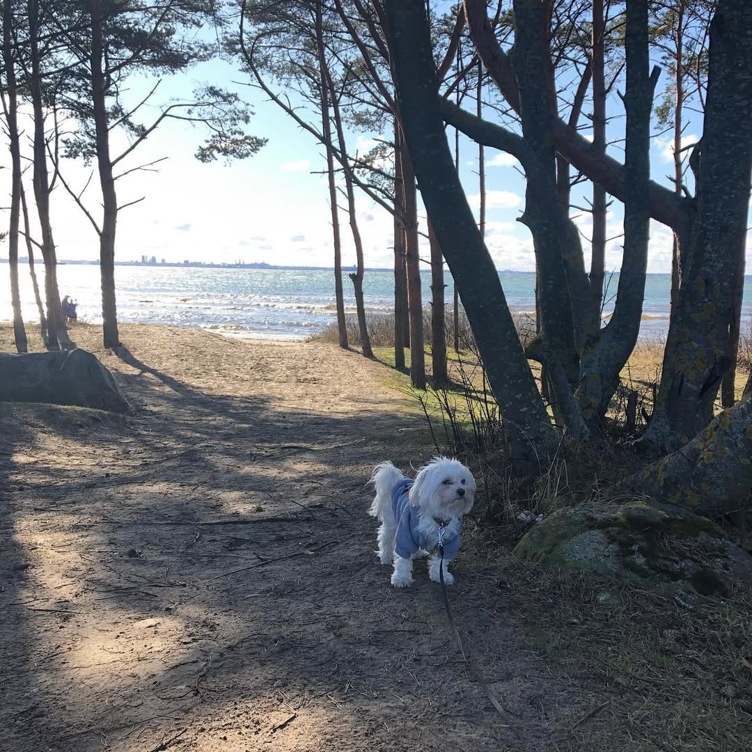 Post 8 by Holland the Dog on Instagram (image)