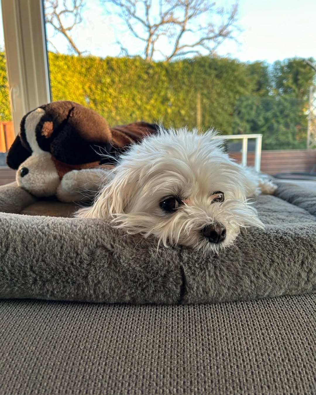 Post 1 by Holland the Dog on Instagram (image)
