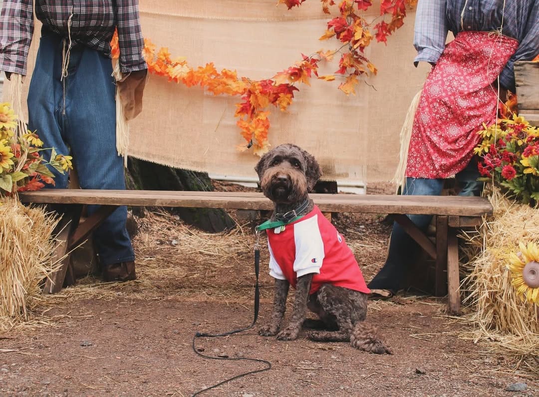 Post 6 by Hank on Instagram (carousel)