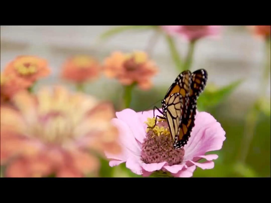 Post 7 by Wild Metropolis on Instagram (video)