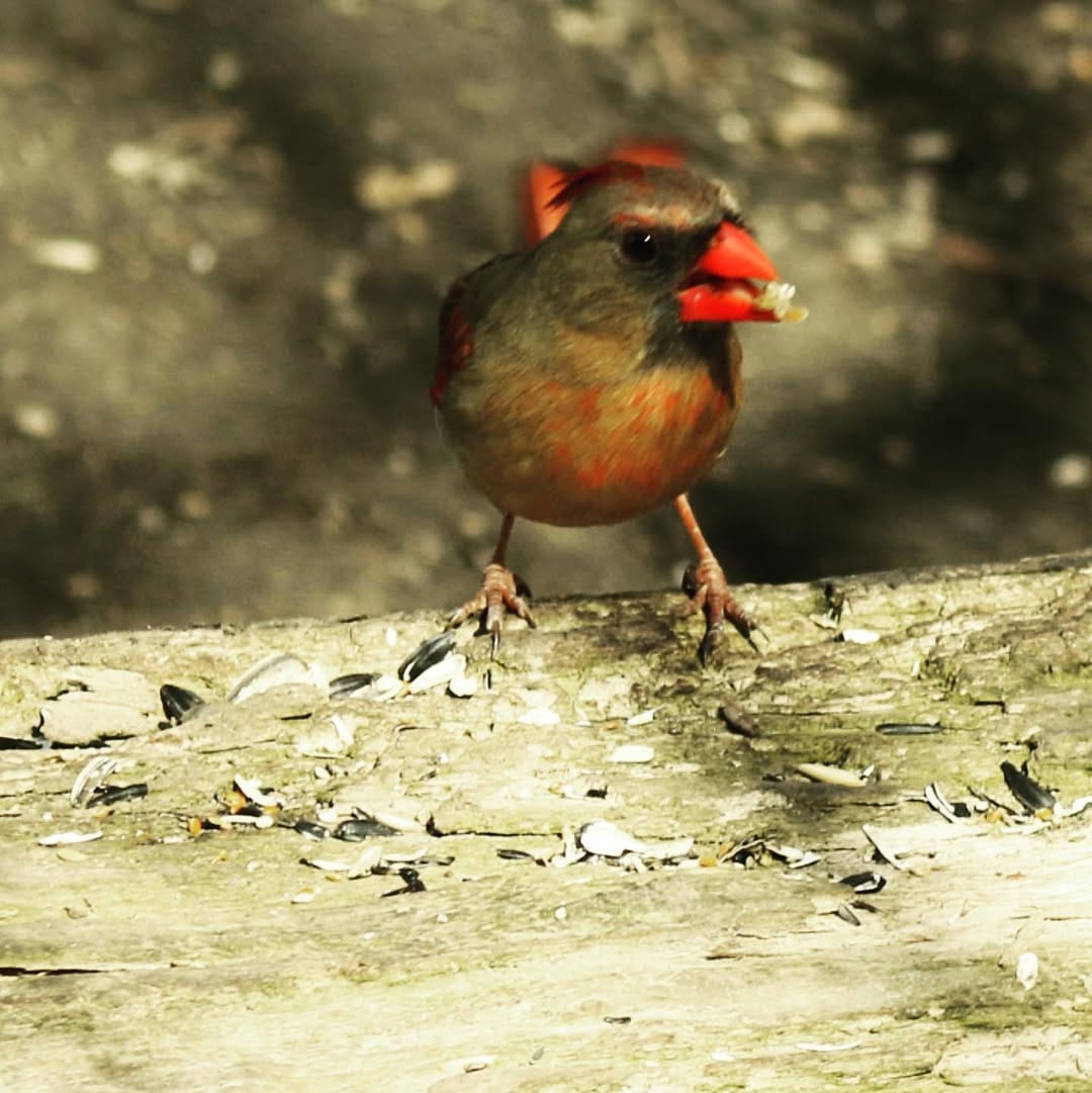 Post 9 by Wild Metropolis on Instagram (image)