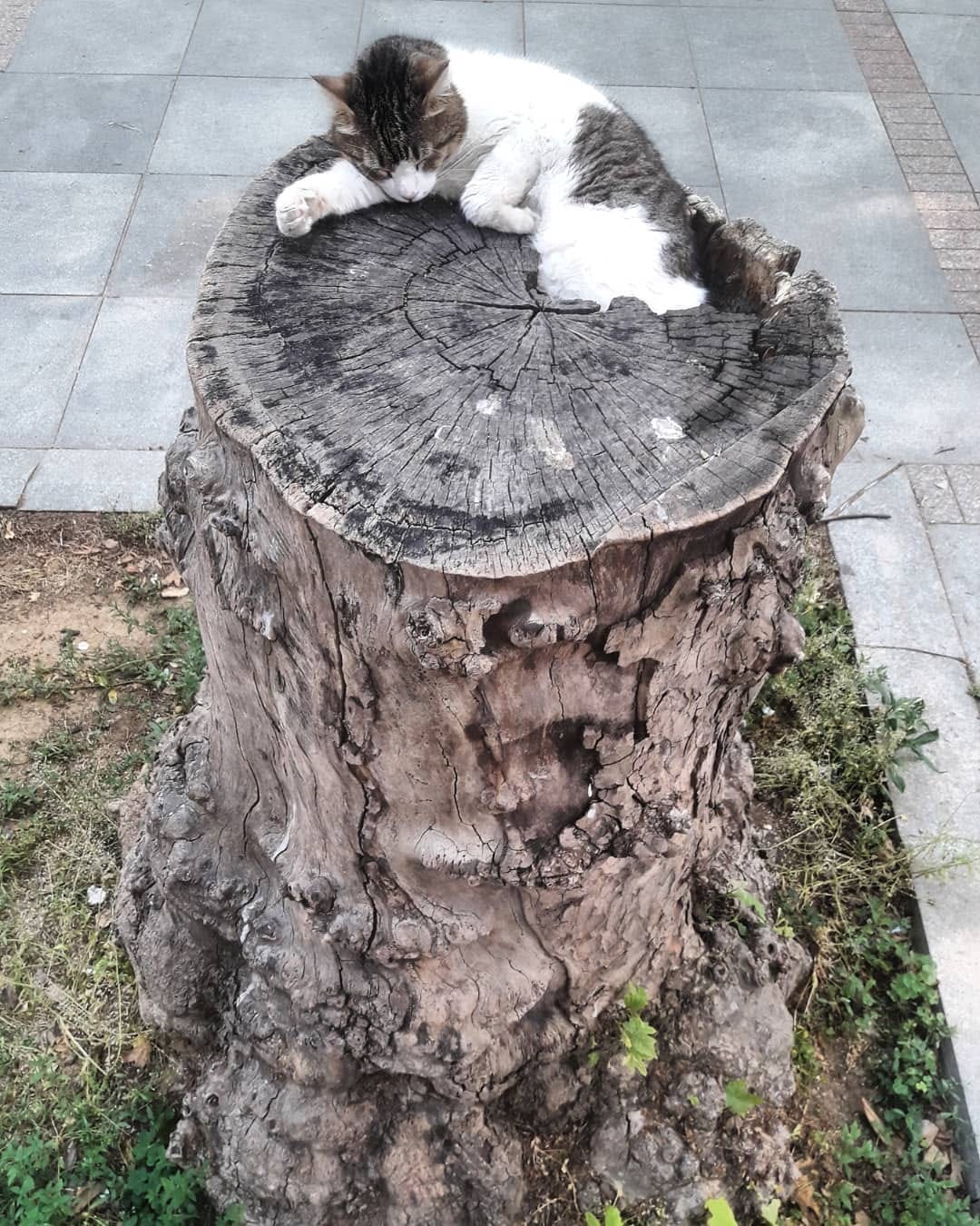 Post 7 by Şenol Çuhadar on Instagram (image)