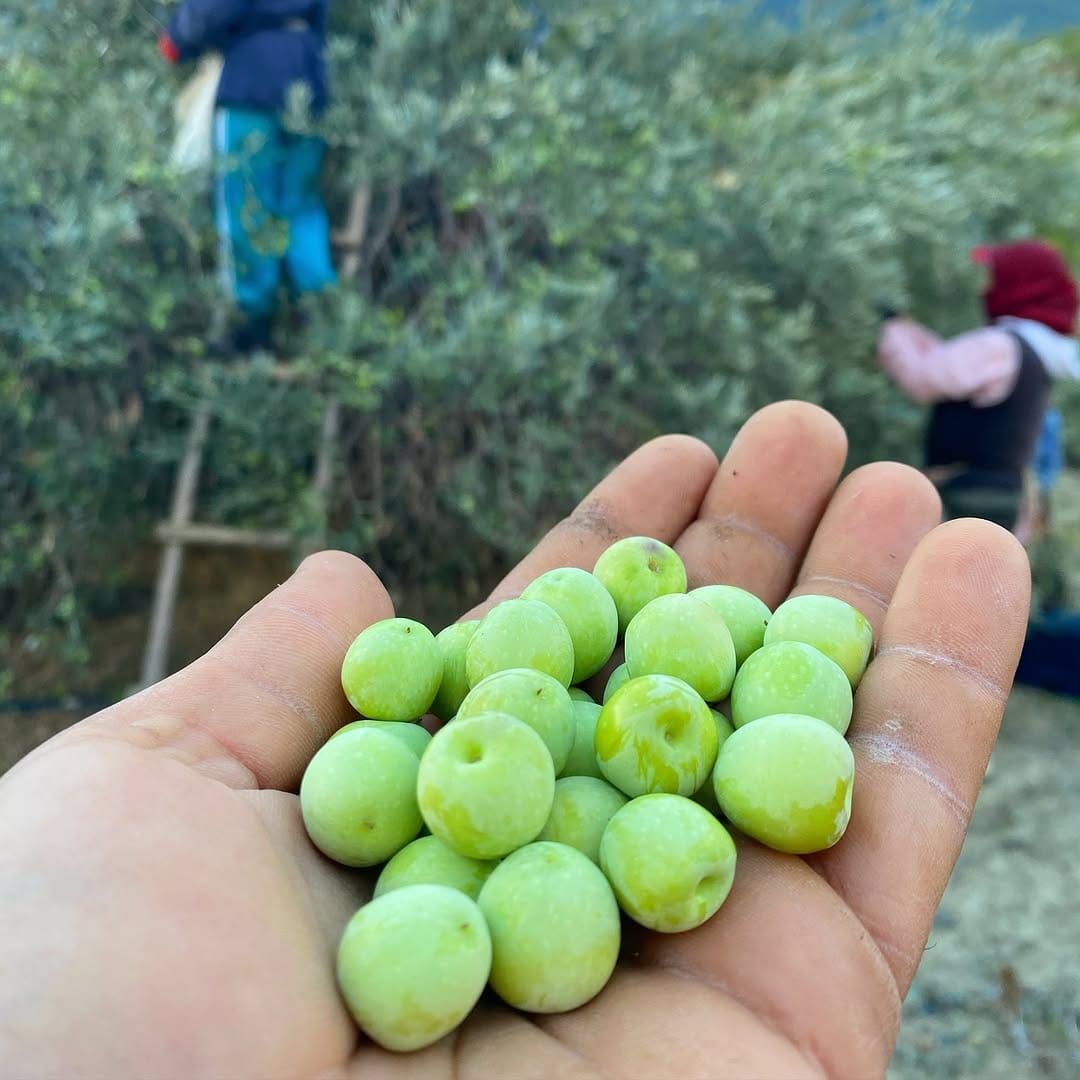 Post 8 by • Hatay Yöresel Lezzetler • Sağlıklı, Doğal, Güvenilir • on Instagram (image)
