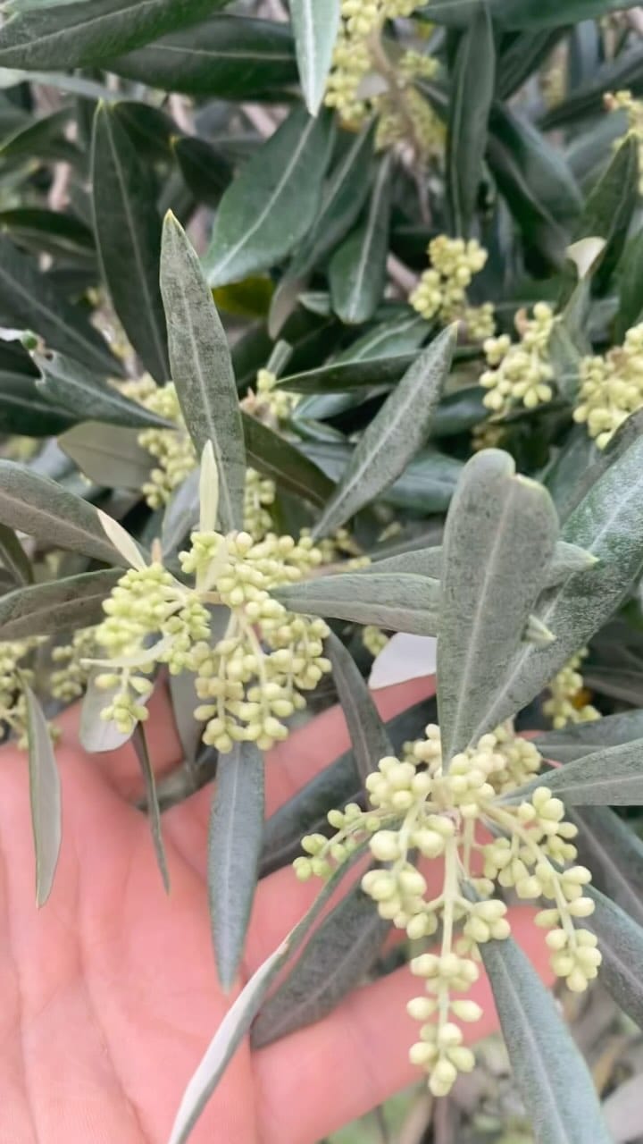 Post 9 by • Hatay Yöresel Lezzetler • Sağlıklı, Doğal, Güvenilir • on Instagram (video)