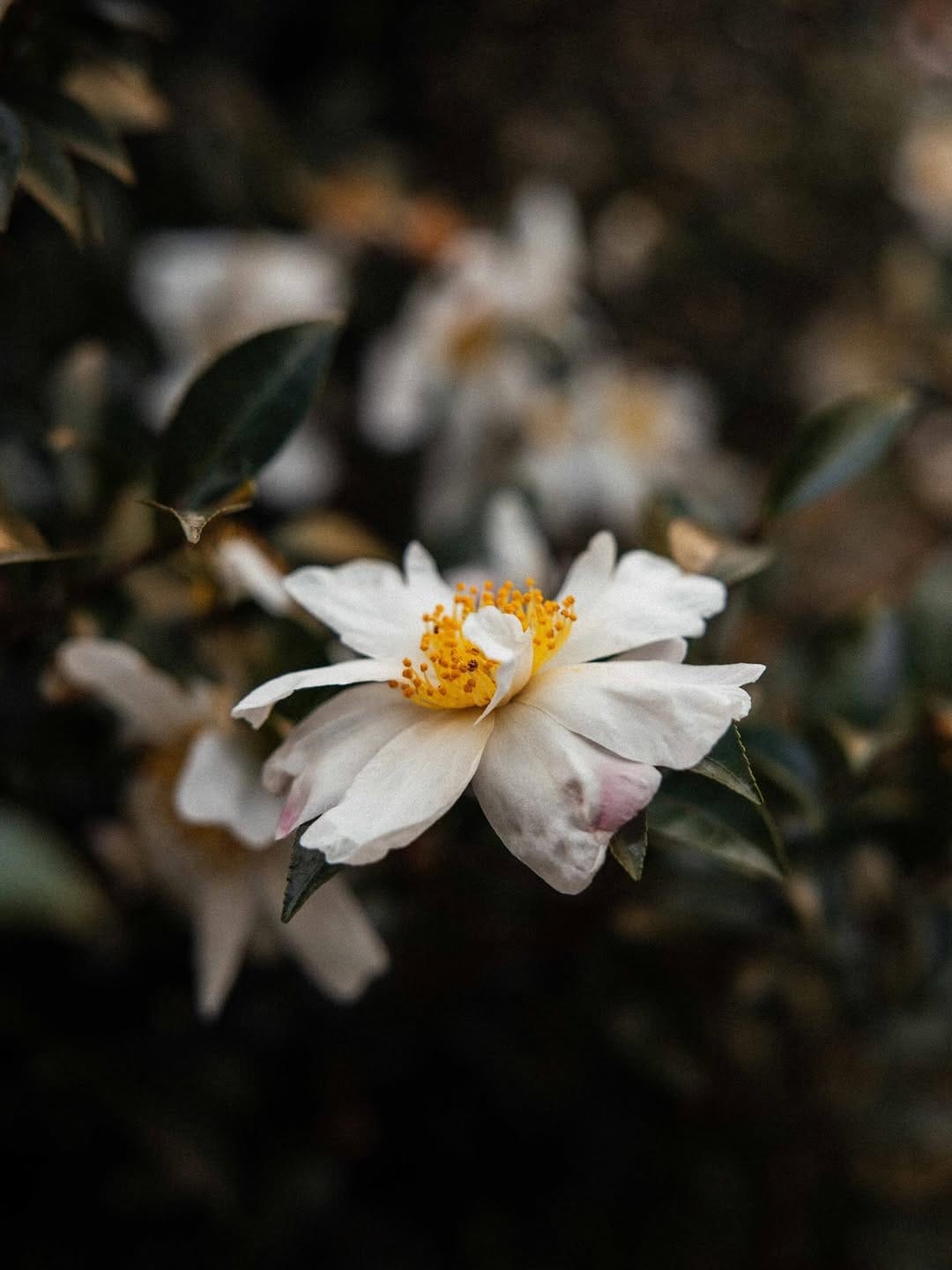 Post 1 by Sarah Arnould on Instagram (image)
