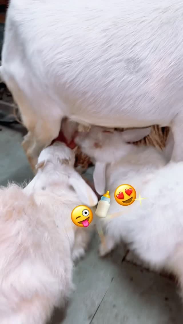 Post 8 by Sikandar Soorya on Instagram (video)