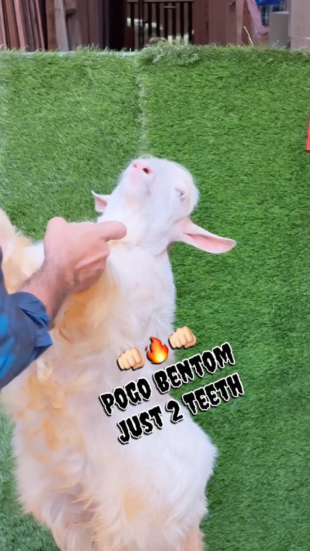 Post 2 by Sikandar Soorya on Instagram (video)