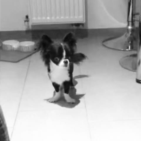 Post 4 by MILO on Instagram (video)