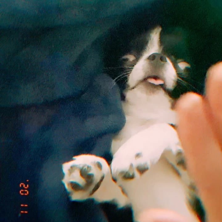 Post 3 by MILO on Instagram (video)
