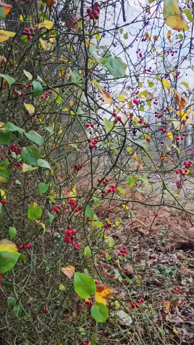 Post 2 by Elif Gülsün on Instagram (video)