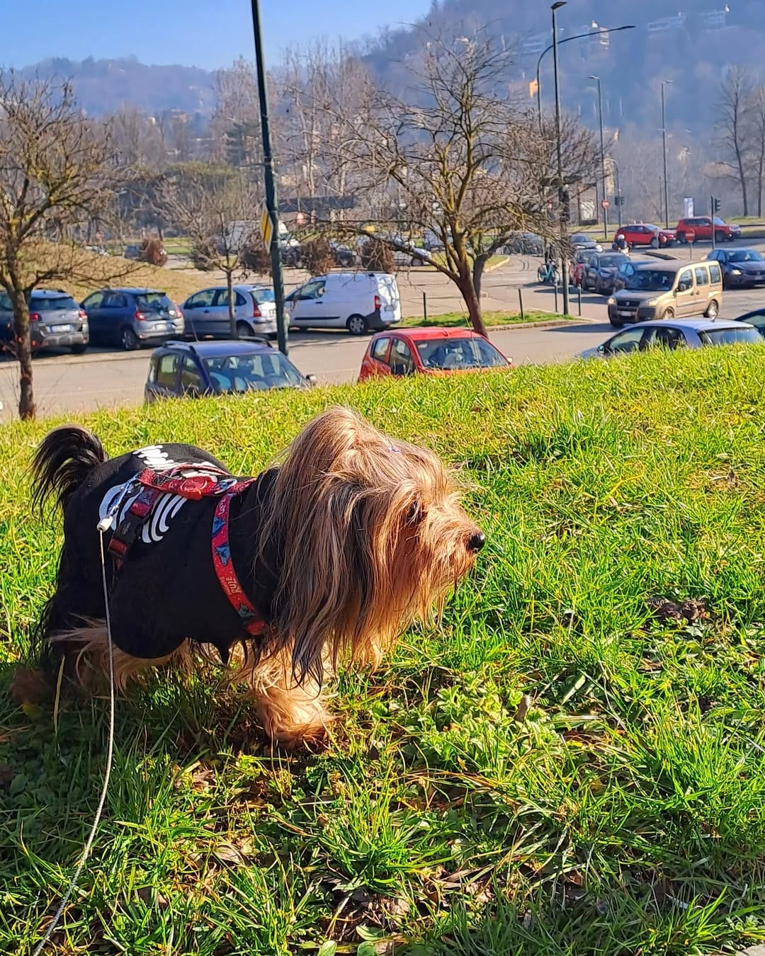 Post 10 by Meg The Tiny on Instagram (image)