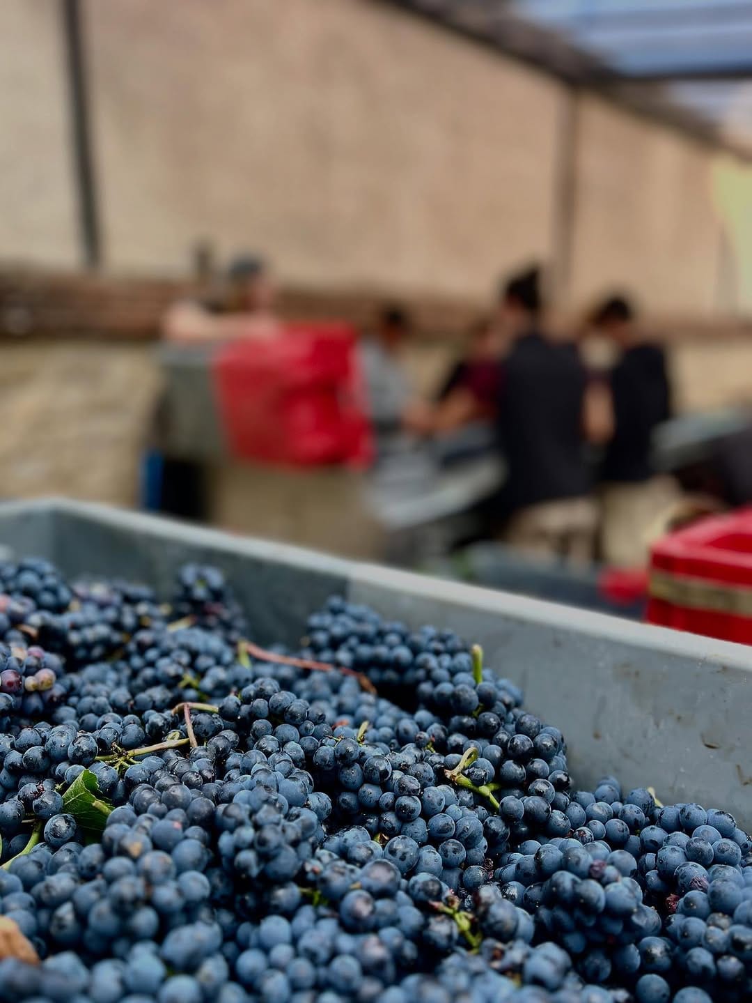 Post 9 by Domaine de Montille on Instagram (carousel)