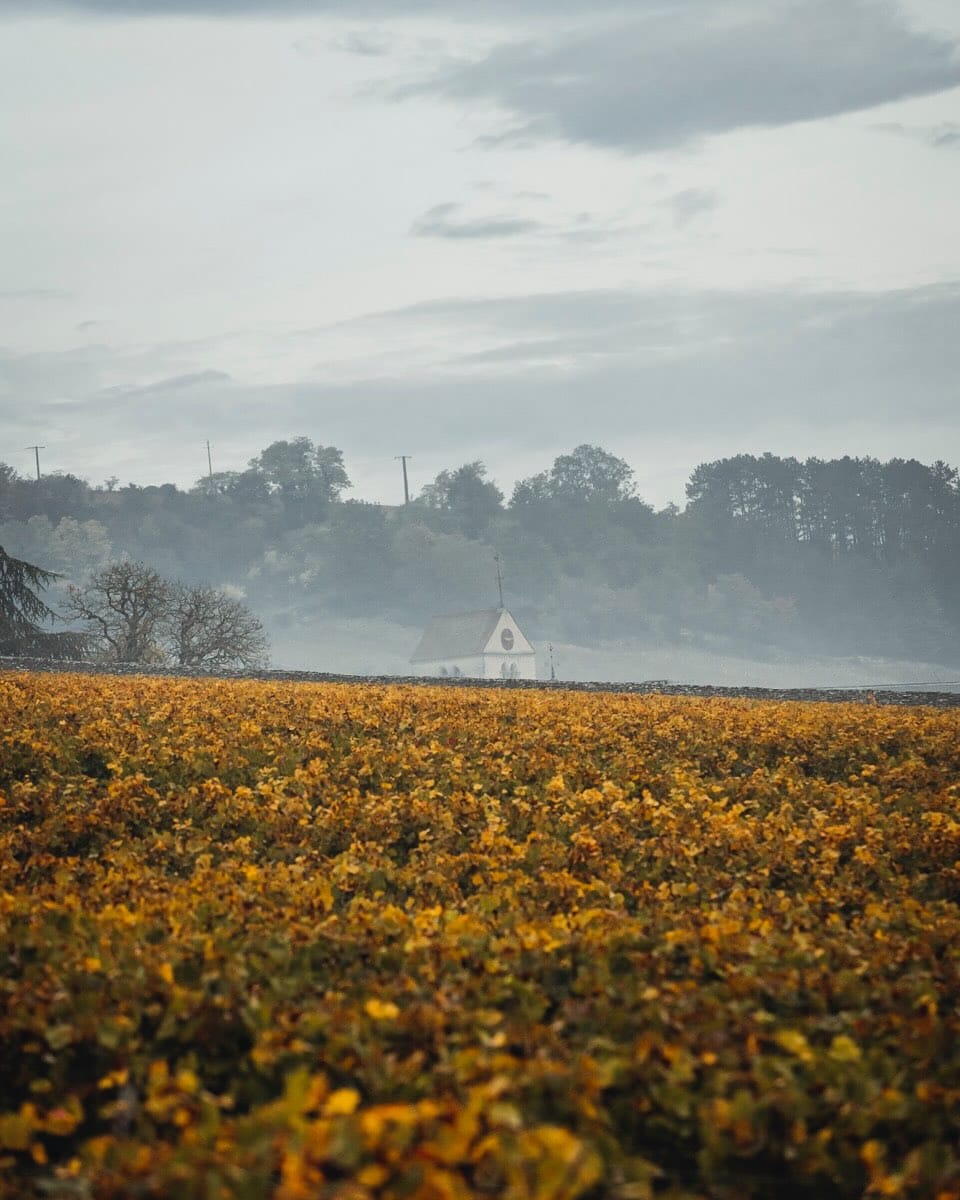 Post 6 by Domaine de Montille on Instagram (carousel)