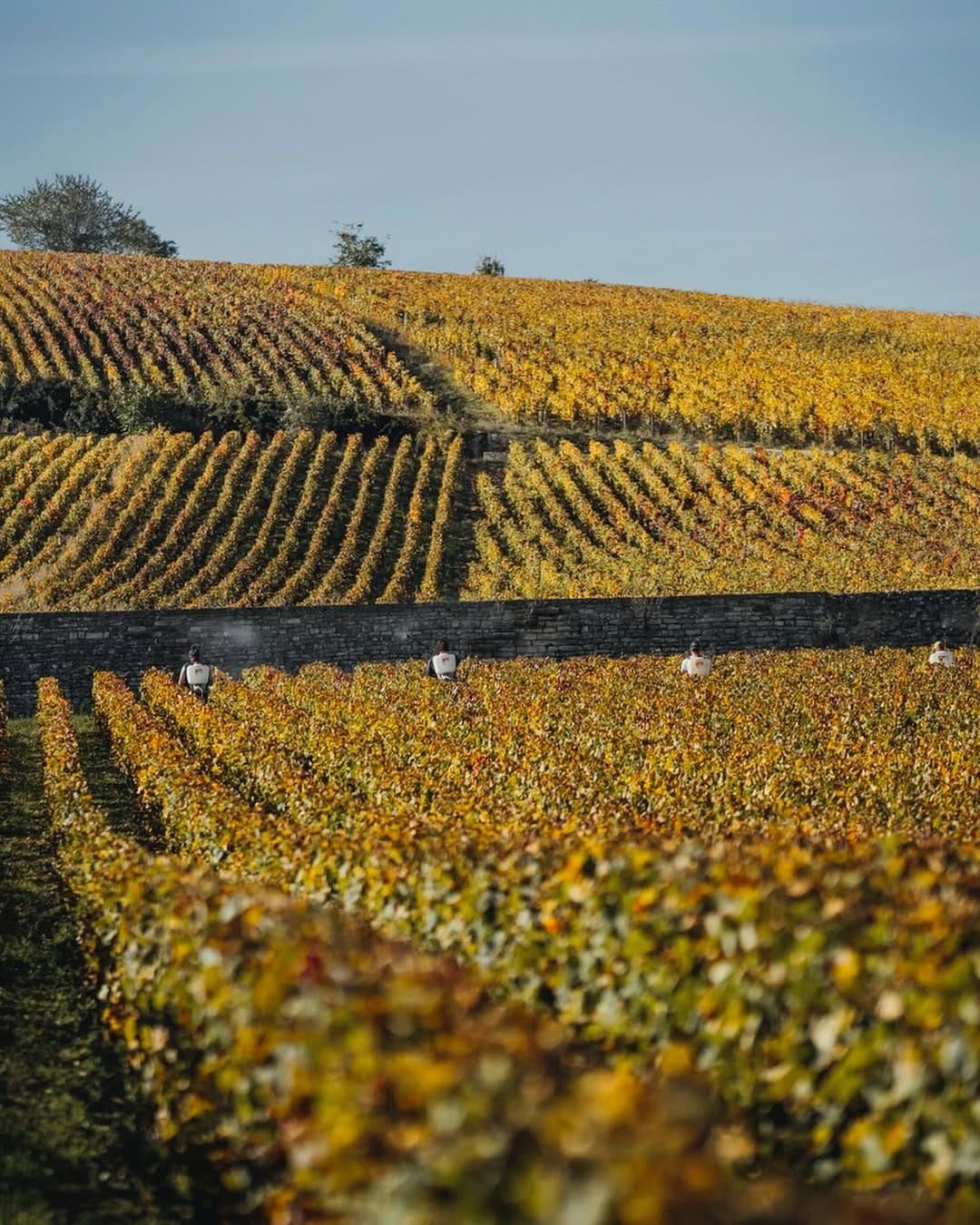 Post 5 by Domaine de Montille on Instagram (carousel)
