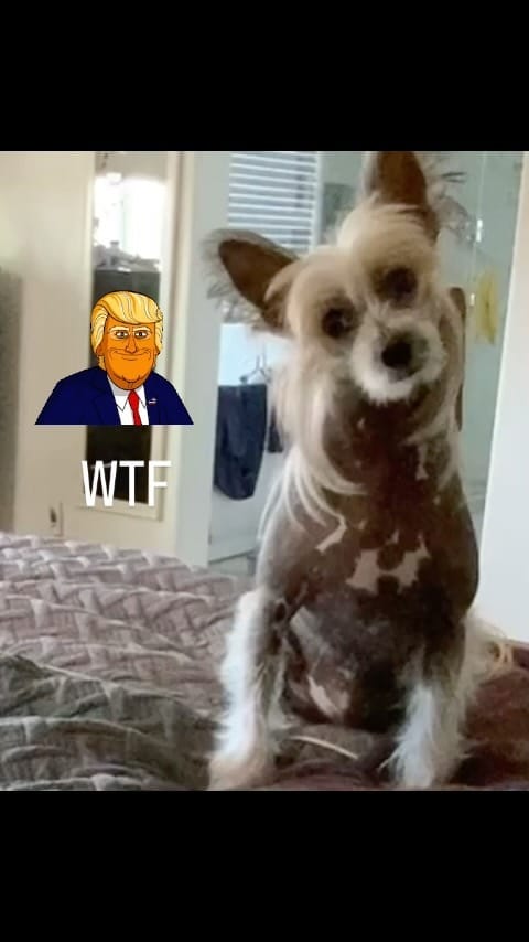 Post 7 by Gandalf & Kai 🐶🐶 on Instagram (video)