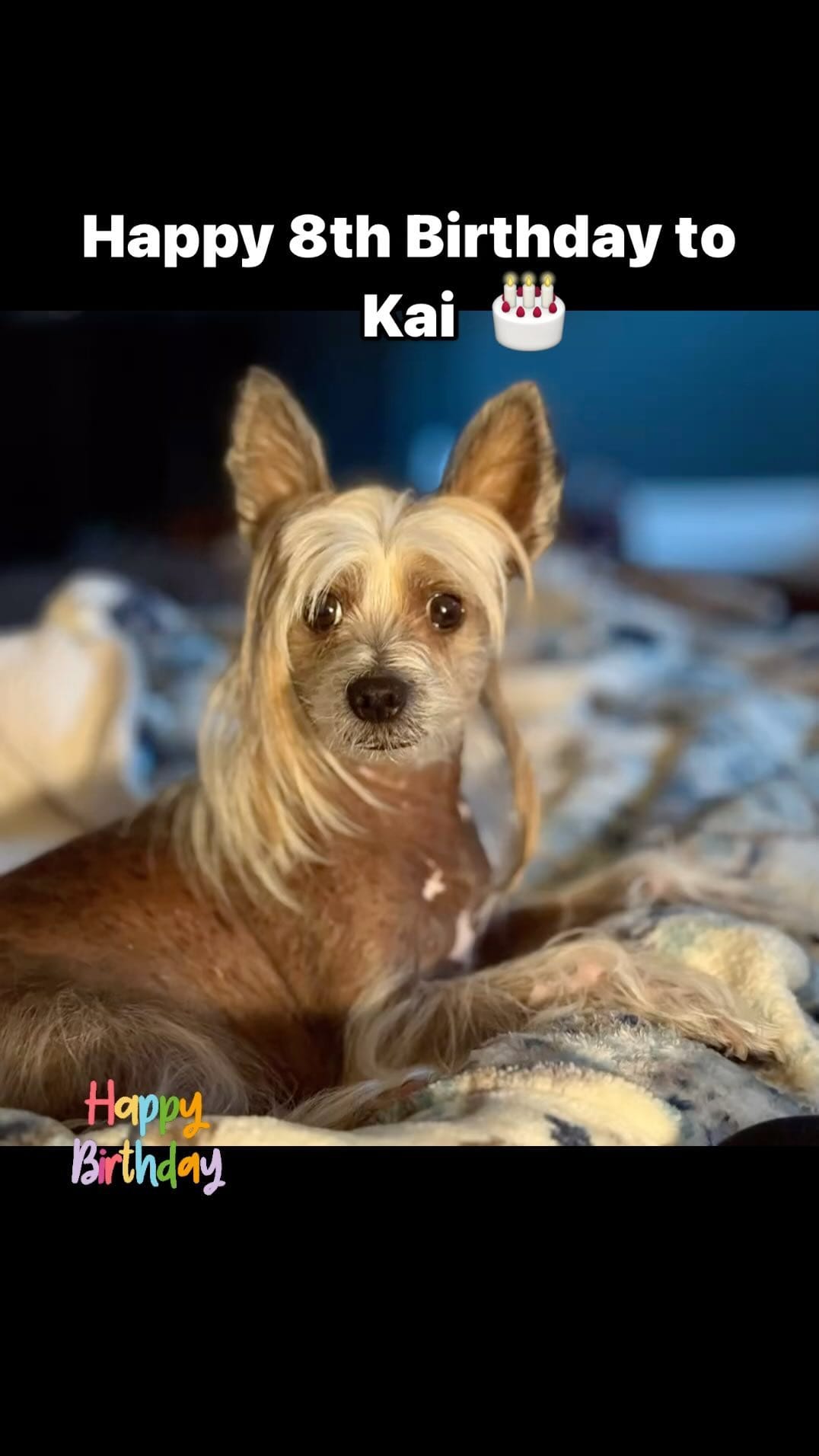 Post 6 by Gandalf & Kai 🐶🐶 on Instagram (video)