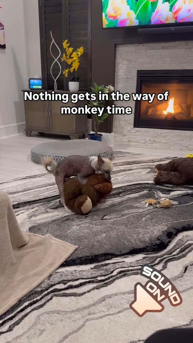 Post 5 by Gandalf & Kai 🐶🐶 on Instagram (video)