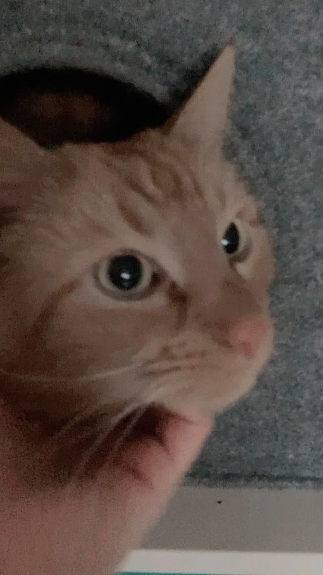 Post 3 by Lucifer & Sami on Instagram (video)