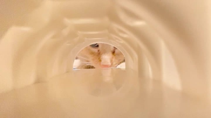 Post 1 by Lucifer & Sami on Instagram (video)