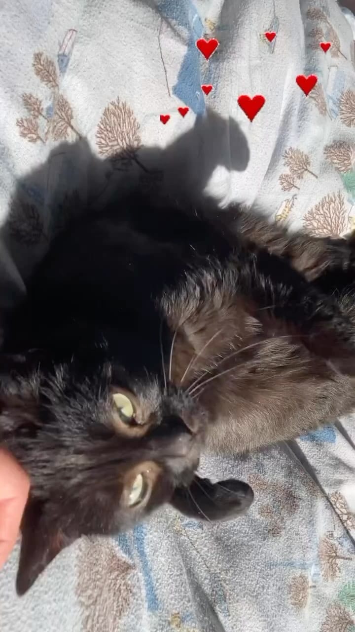 Post 2 by Lucifer & Sami on Instagram (video)