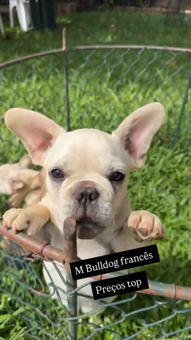 Post 3 by Rei Dog Bull Kennel on Instagram (video)