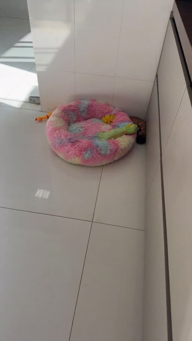Post 10 by Rei Dog Bull Kennel on Instagram (video)