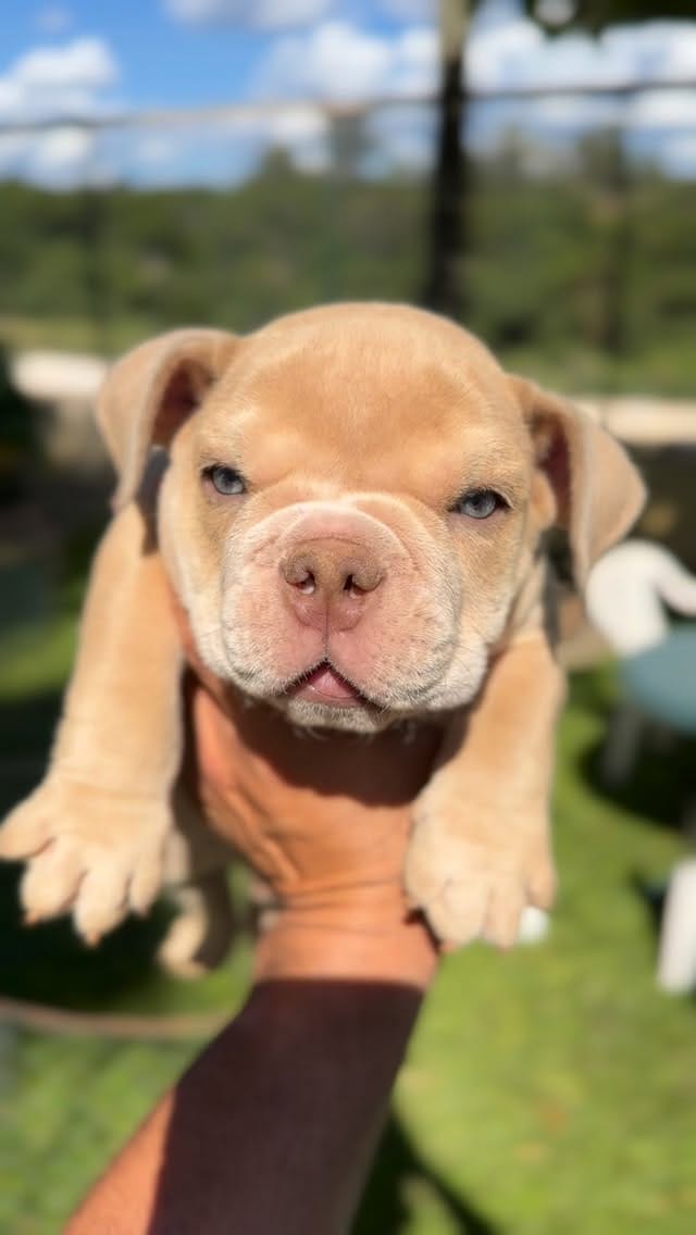 Post 8 by Rei Dog Bull Kennel on Instagram (video)
