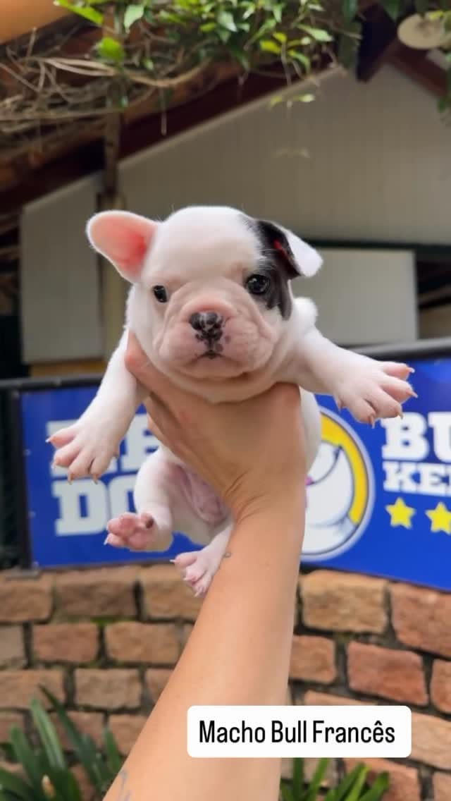 Post 2 by Rei Dog Bull Kennel on Instagram (video)