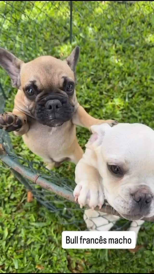 Post 1 by Rei Dog Bull Kennel on Instagram (video)