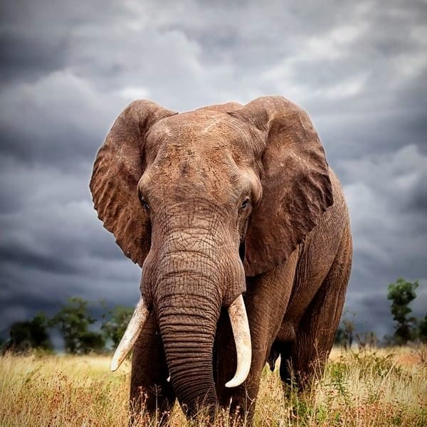 Post 5 by ElephanaticsBC on Instagram (image)