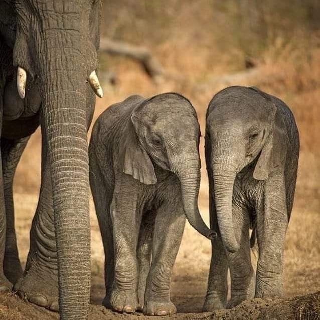 Post 7 by ElephanaticsBC on Instagram (image)