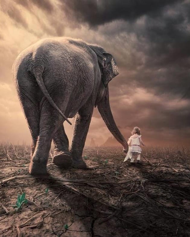 Post 9 by ElephanaticsBC on Instagram (image)