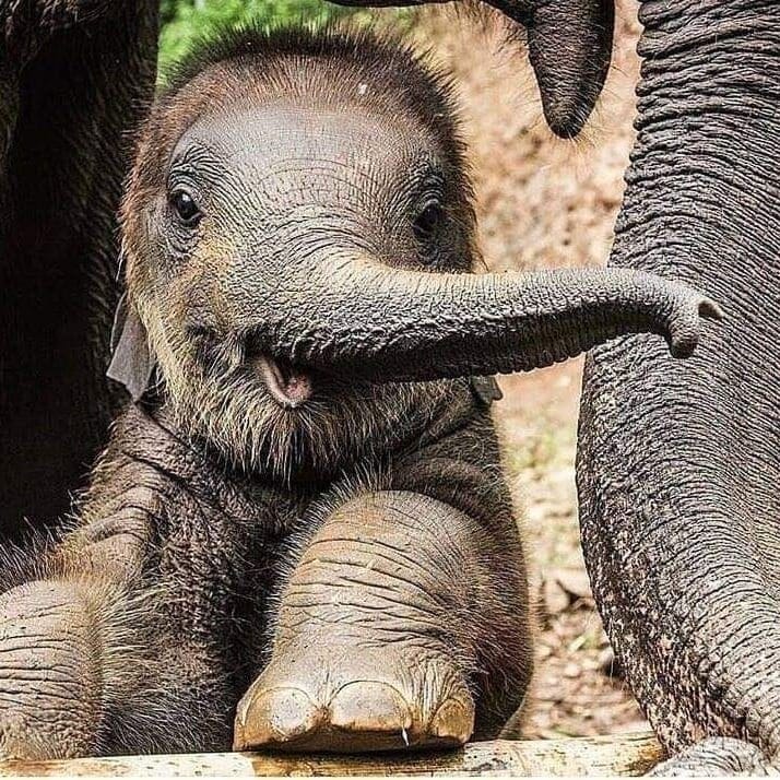 Post 4 by ElephanaticsBC on Instagram (image)