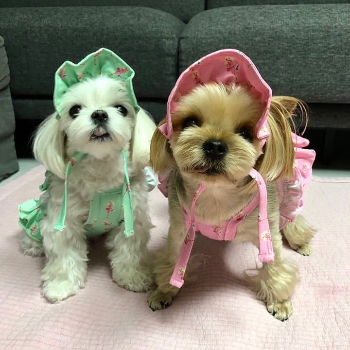 Post 6 by 반려동물을 사랑하는 마음으로 디자인 합니다_반하츠❤️ on Instagram (image)