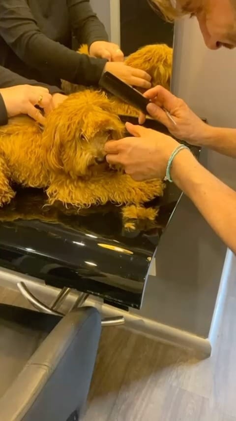 Post 9 by Different Hair Mehmet Papur on Instagram (video)