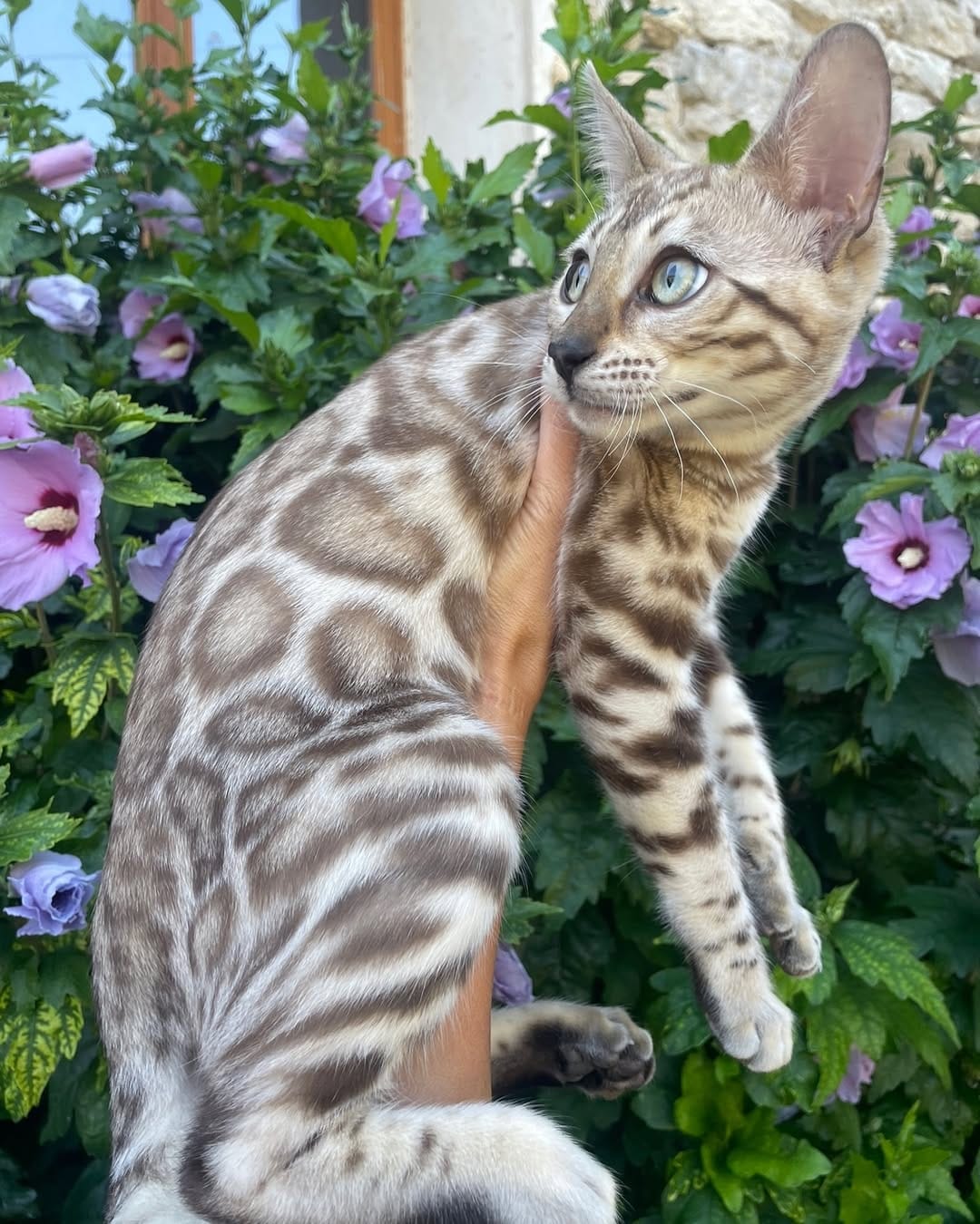 Post 8 by Cullinan Bengal on Instagram (image)