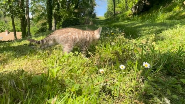 Post 2 by Cullinan Bengal on Instagram (video)