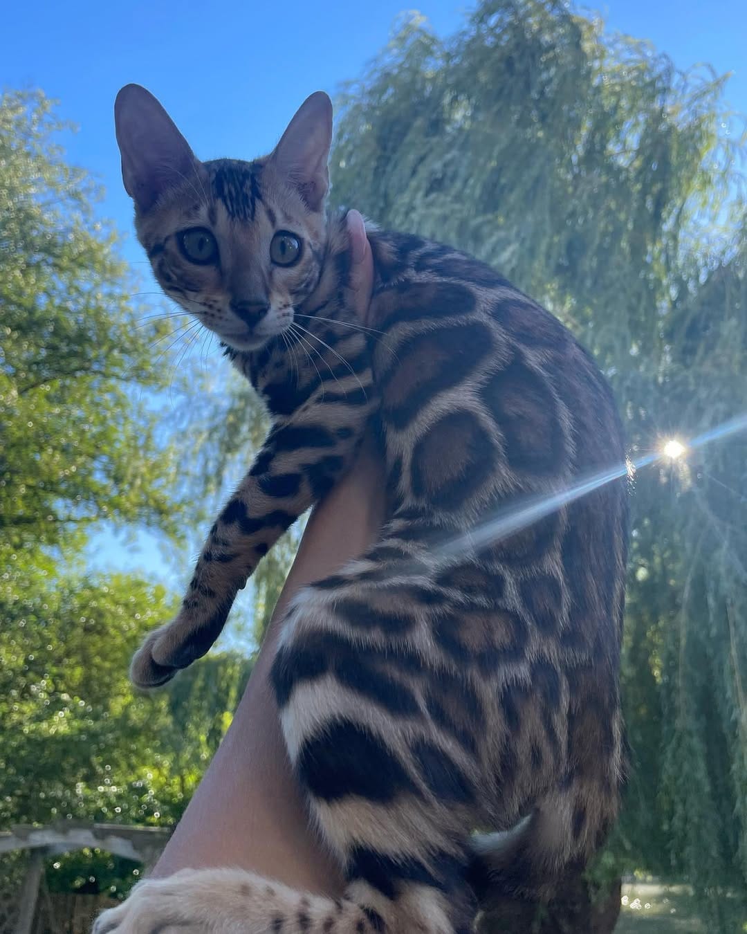 Post 10 by Cullinan Bengal on Instagram (image)