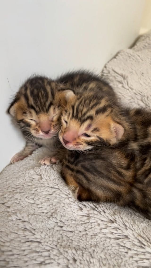 Post 1 by Cullinan Bengal on Instagram (video)
