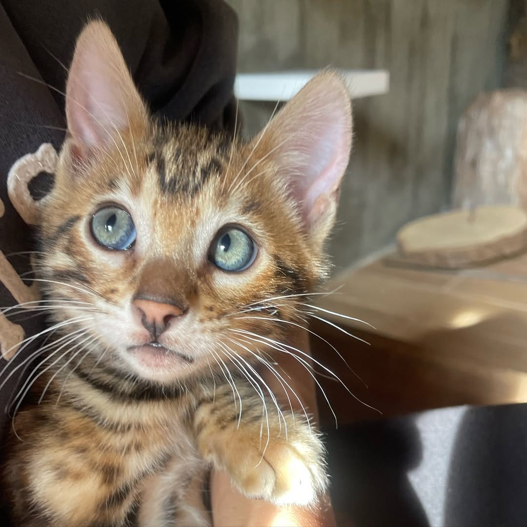Post 7 by Cullinan Bengal on Instagram (image)