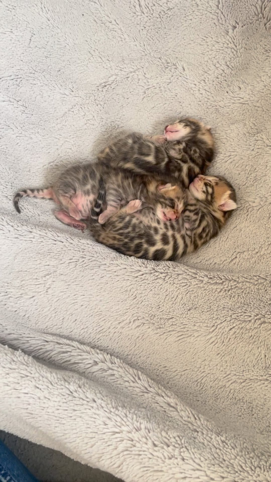 Post 6 by Cullinan Bengal on Instagram (video)