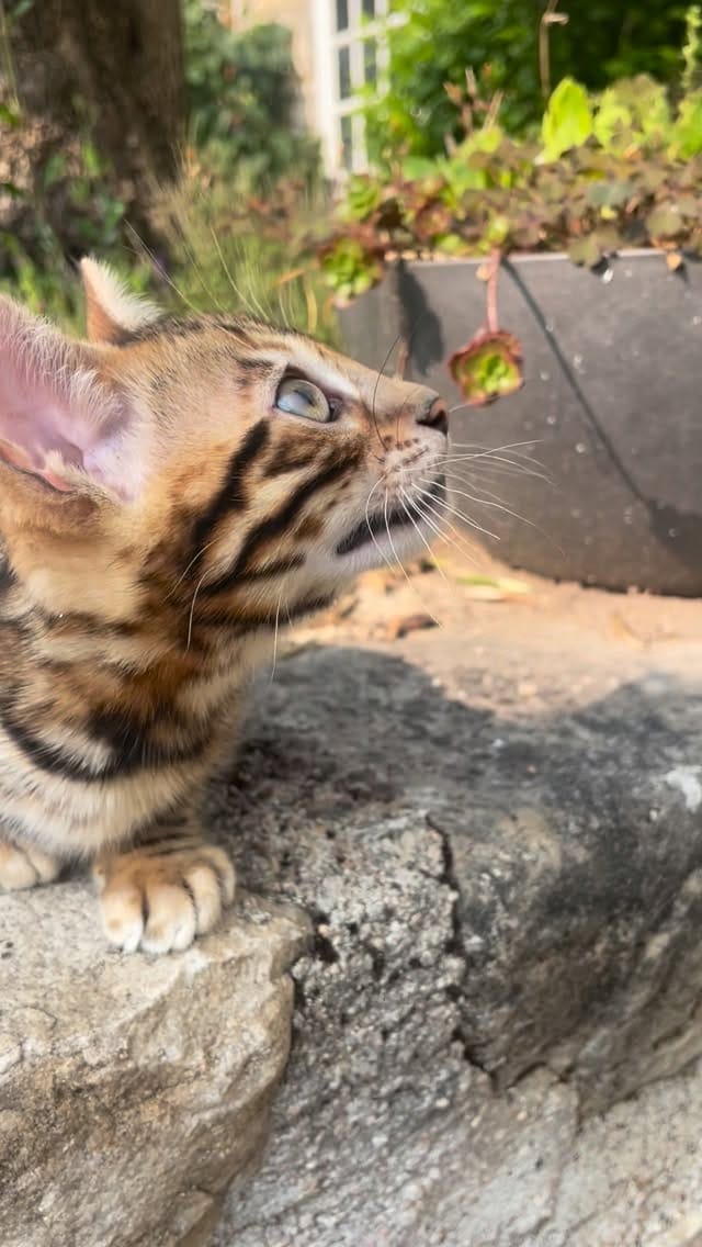 Post 3 by Cullinan Bengal on Instagram (video)