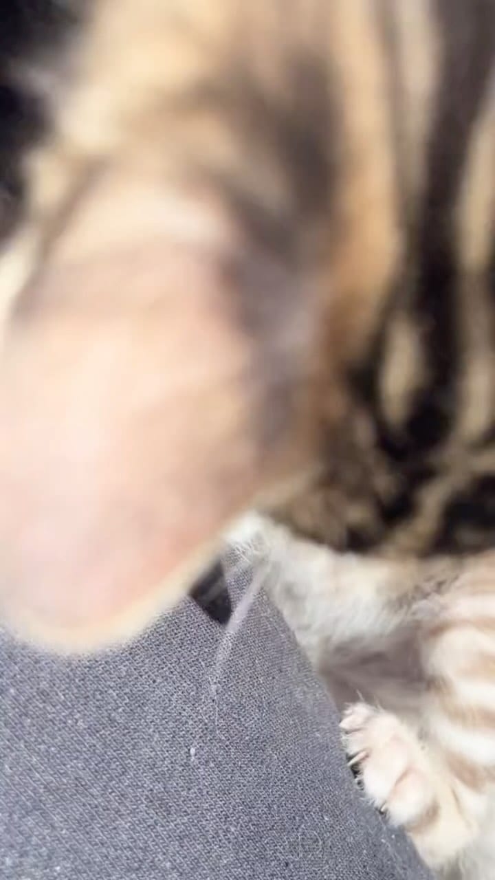 Post 9 by Cullinan Bengal on Instagram (video)
