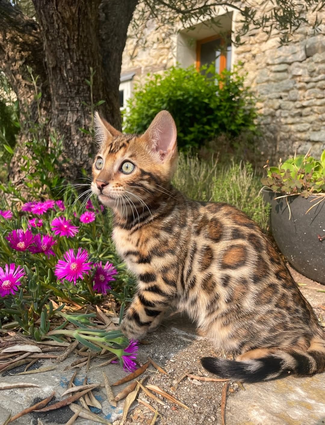 Post 5 by Cullinan Bengal on Instagram (image)