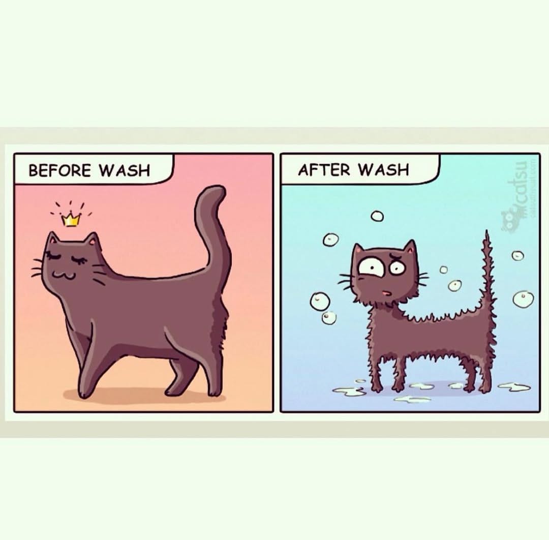 Post 9 by CatsuTheCat on Instagram (image)