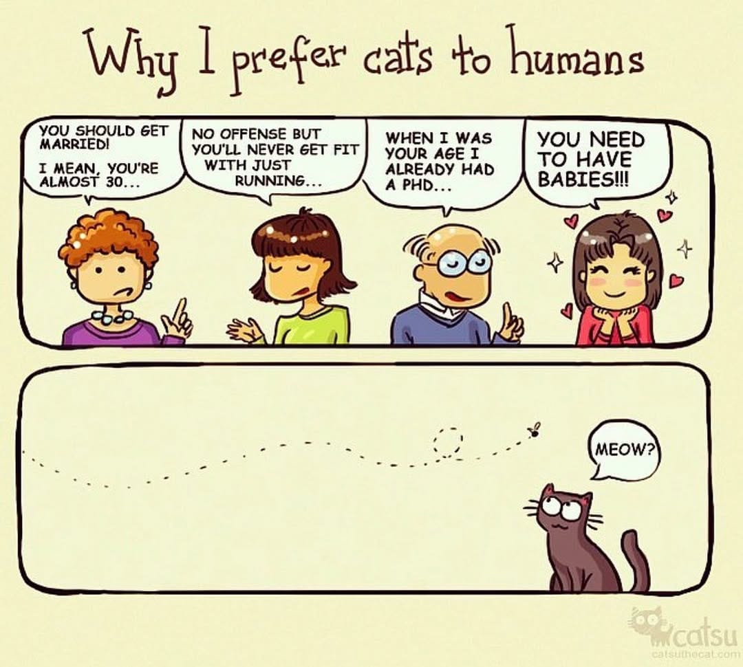 Post 5 by CatsuTheCat on Instagram (image)